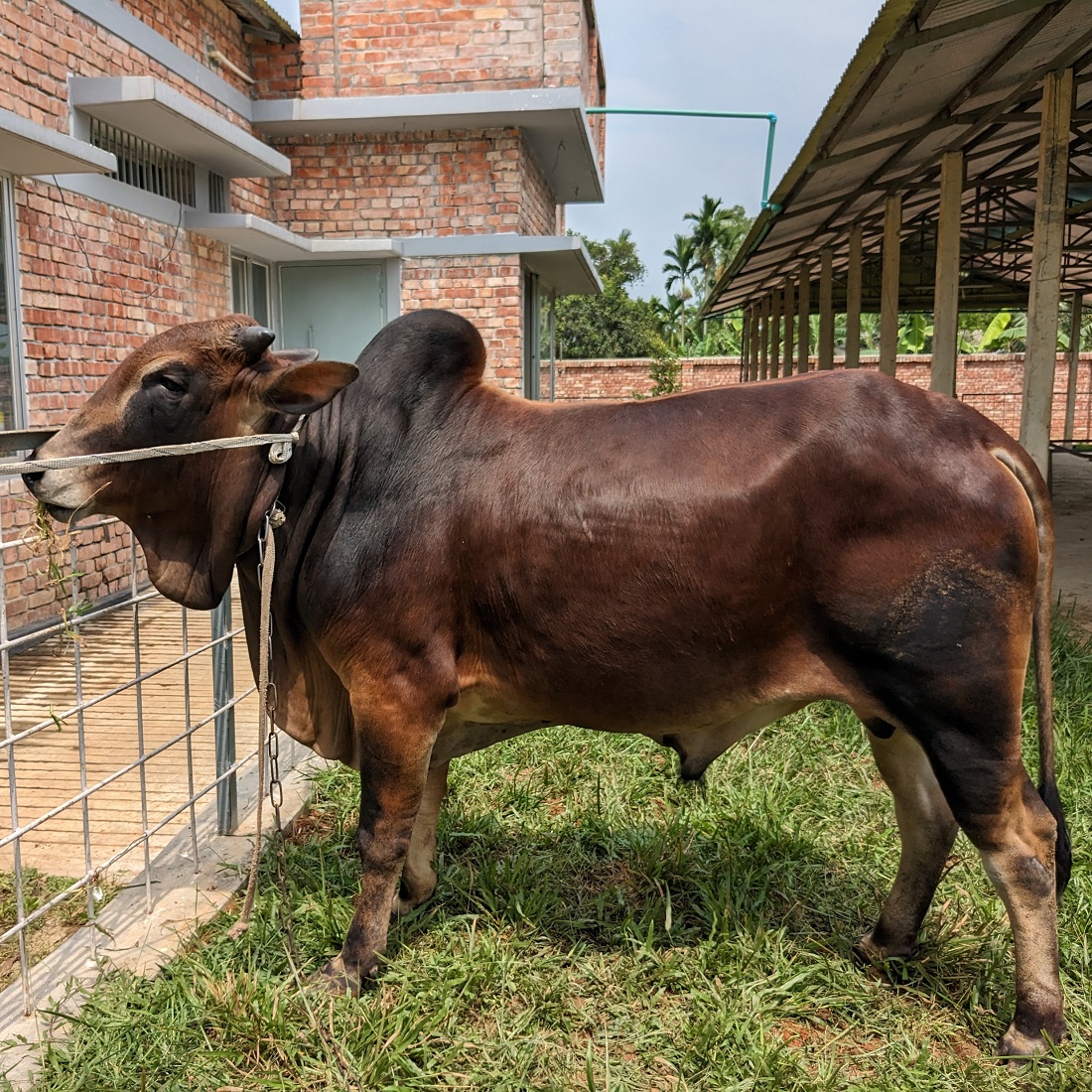 বায়োমেন্ড অনলাইন গরুর হাটের একটি ছবি