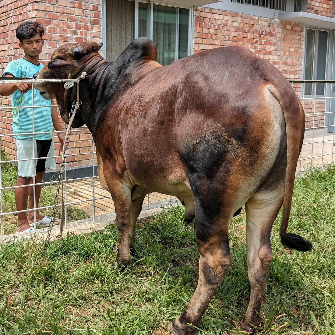 বায়োমেন্ড অনলাইন গরুর হাটের একটি ছবি