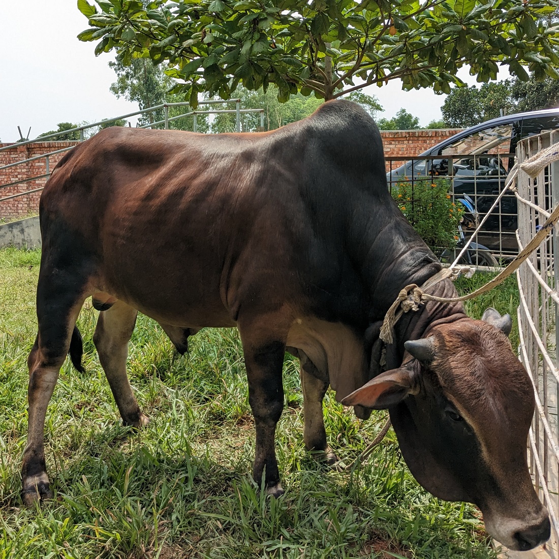 বায়োমেন্ড অনলাইন গরুর হাটের একটি ছবি