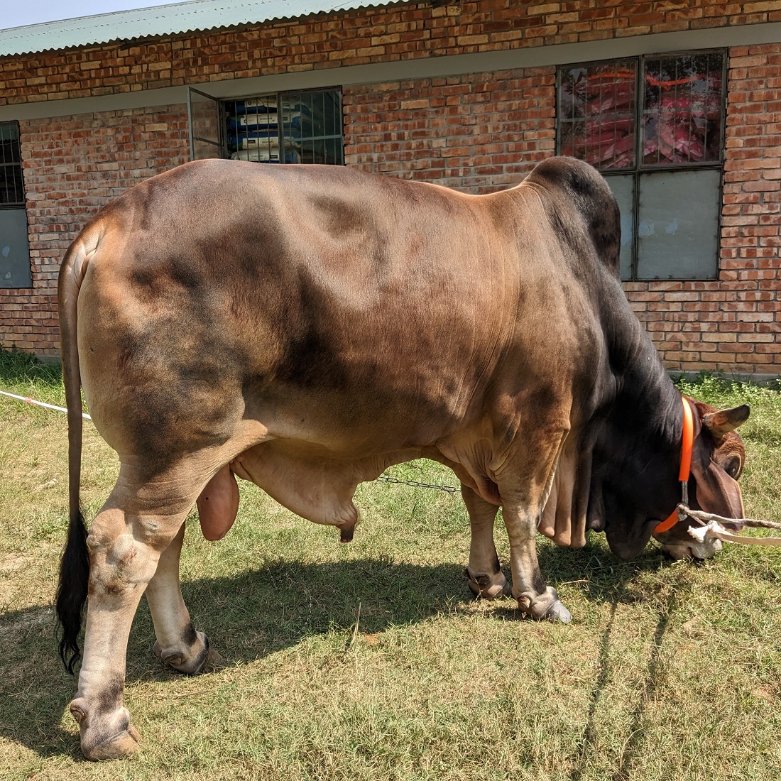 বায়োমেন্ড অনলাইন গরুর হাটের একটি ছবি