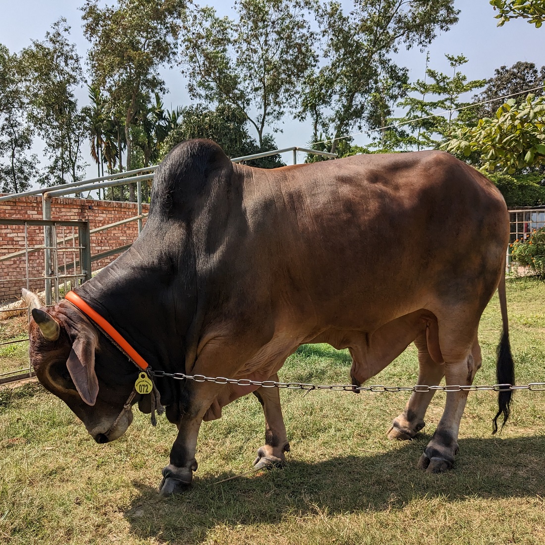 বায়োমেন্ড অনলাইন গরুর হাটের একটি ছবি