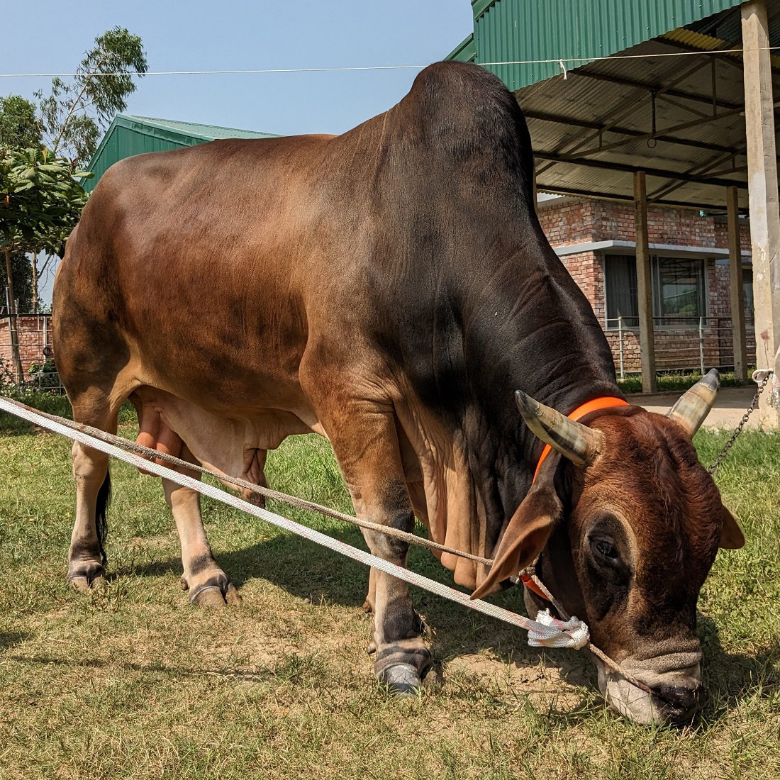 বায়োমেন্ড অনলাইন গরুর হাটের একটি ছবি