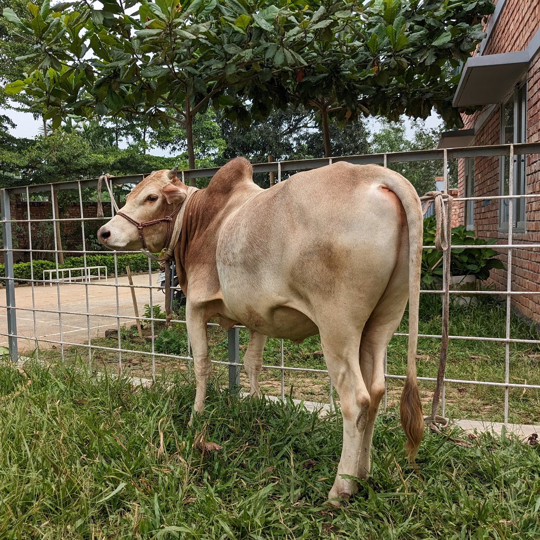 বায়োমেন্ড অনলাইন গরুর হাটের একটি ছবি