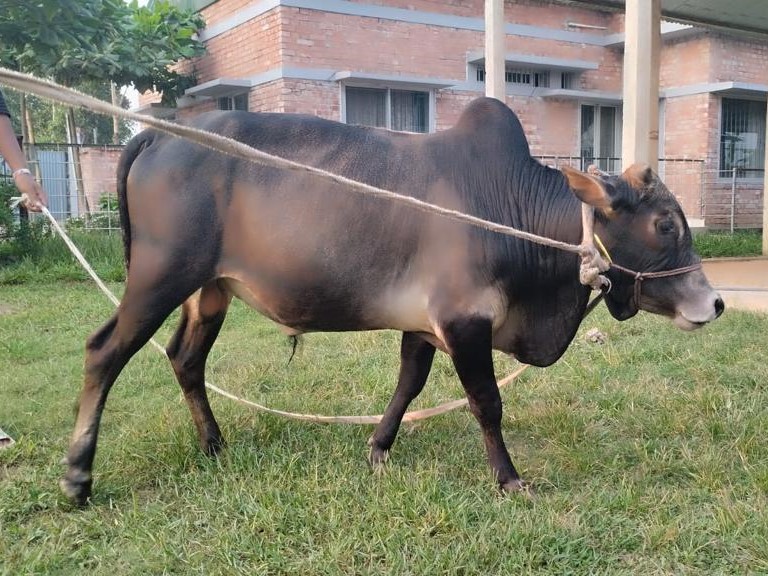 বায়োমেন্ড অনলাইন গরুর হাটের একটি ছবি