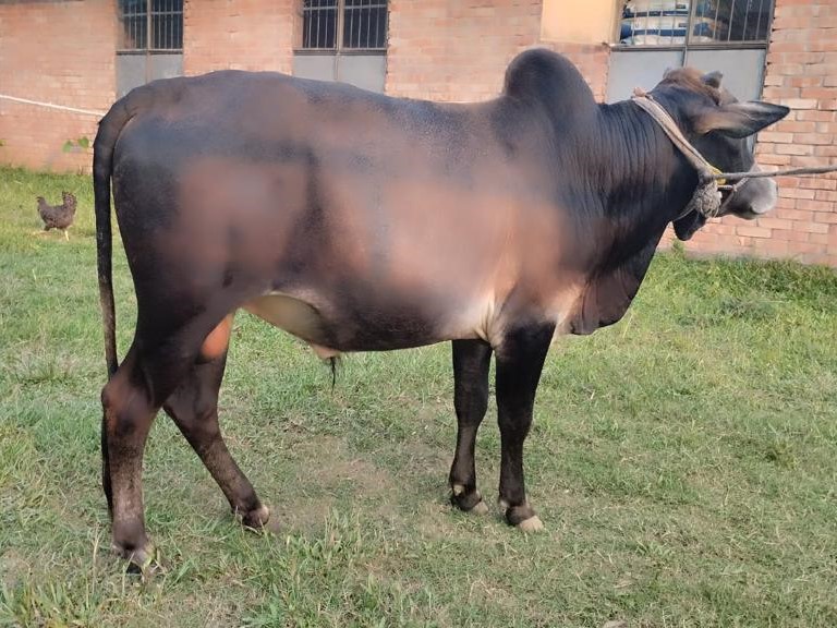 বায়োমেন্ড অনলাইন গরুর হাটের একটি ছবি