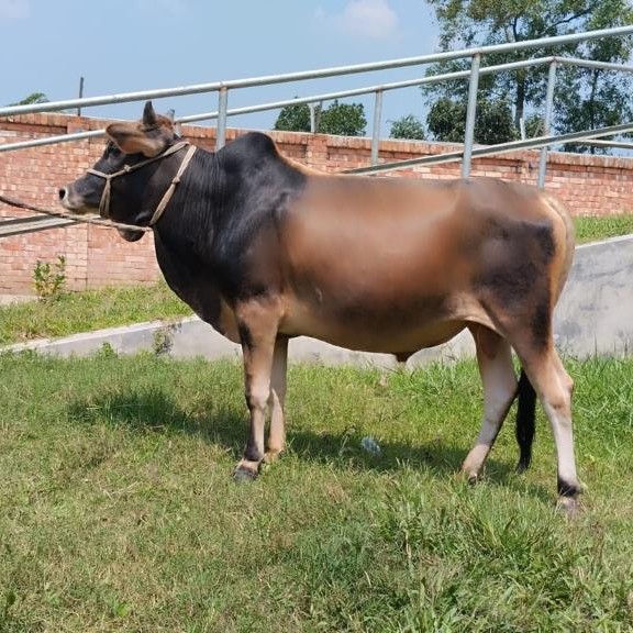 বায়োমেন্ড অনলাইন গরুর হাটের একটি ছবি