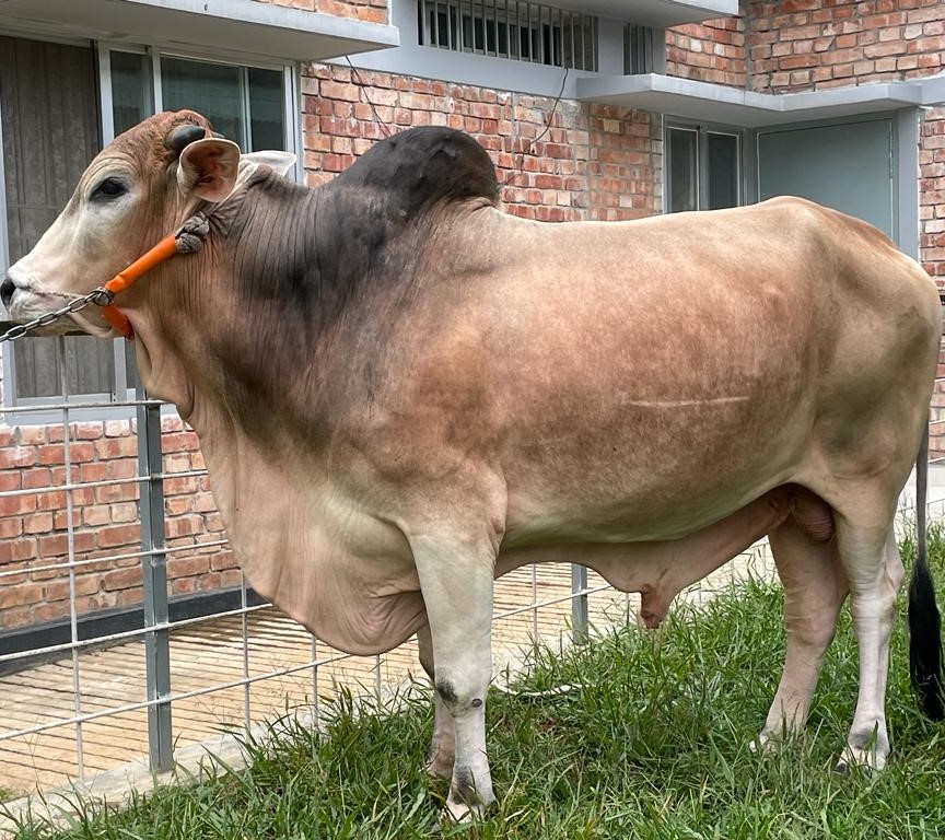 বায়োমেন্ড অনলাইন গরুর হাটের একটি ছবি