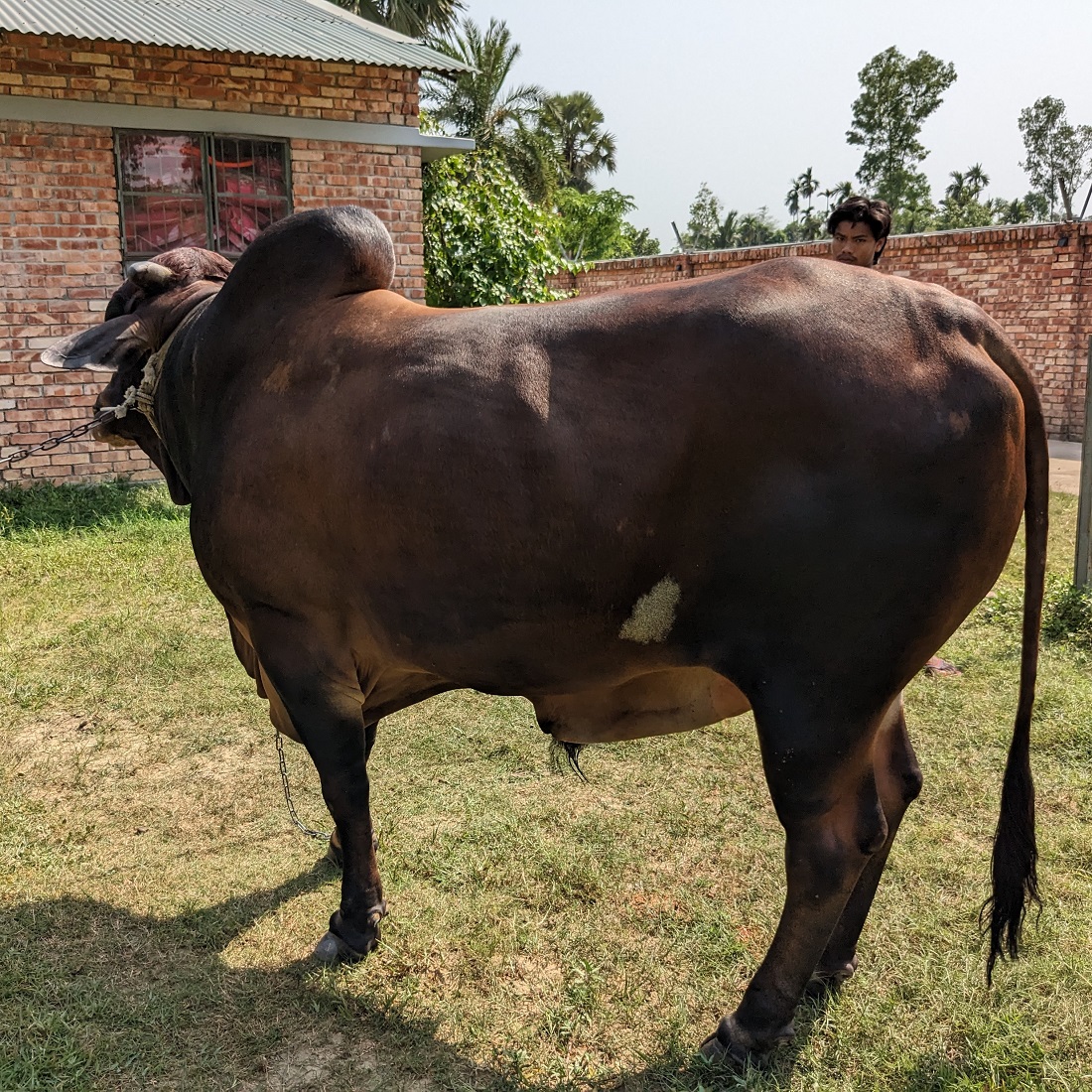 বায়োমেন্ড অনলাইন গরুর হাটের একটি ছবি