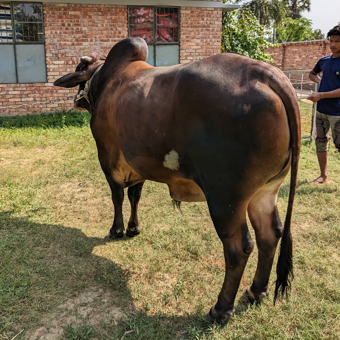 বায়োমেন্ড অনলাইন গরুর হাটের একটি ছবি