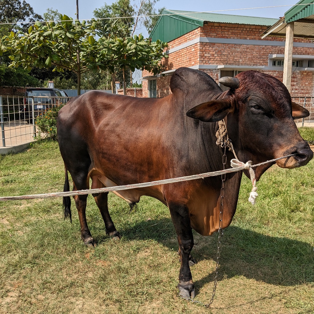 বায়োমেন্ড অনলাইন গরুর হাটের একটি ছবি