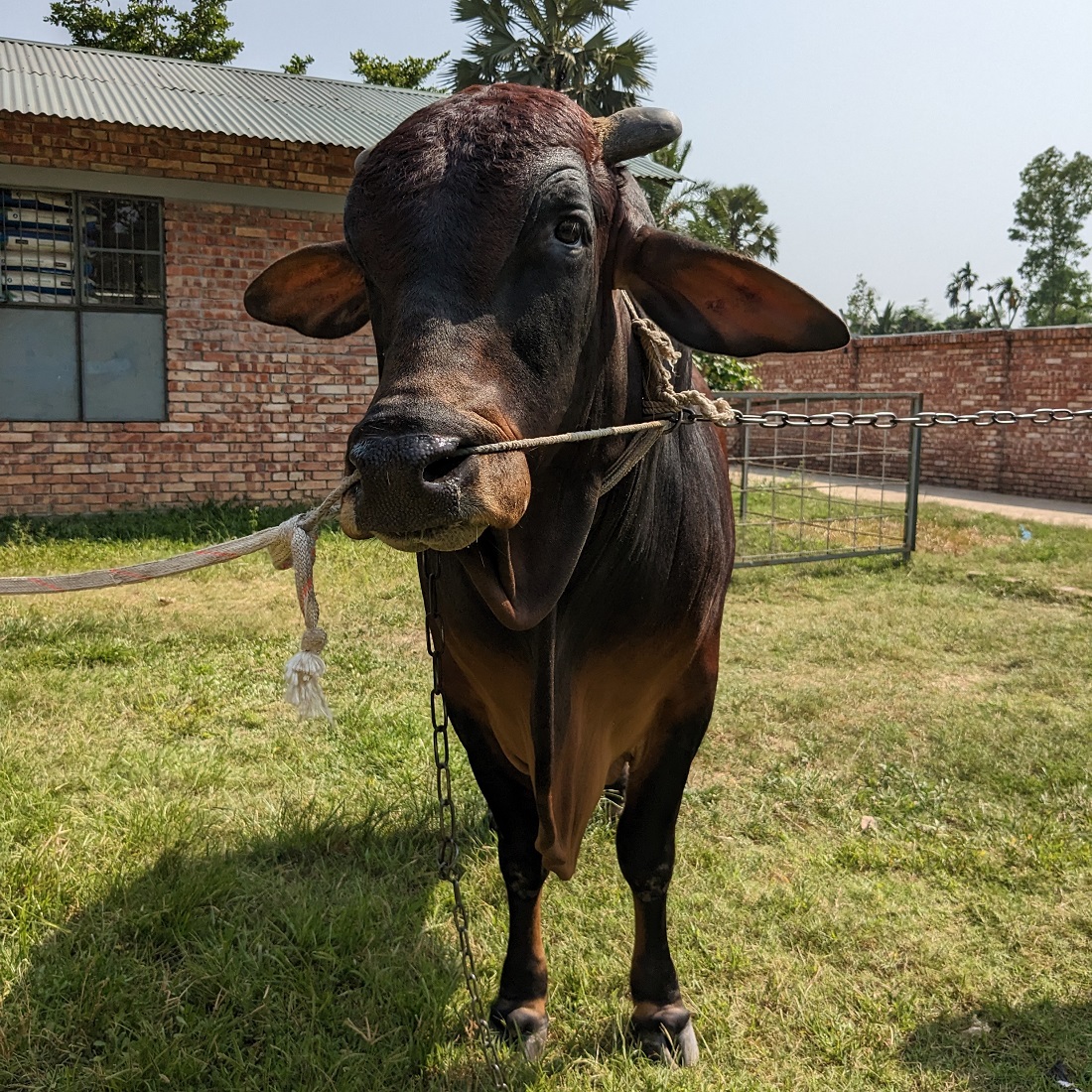 বায়োমেন্ড অনলাইন গরুর হাটের একটি ছবি