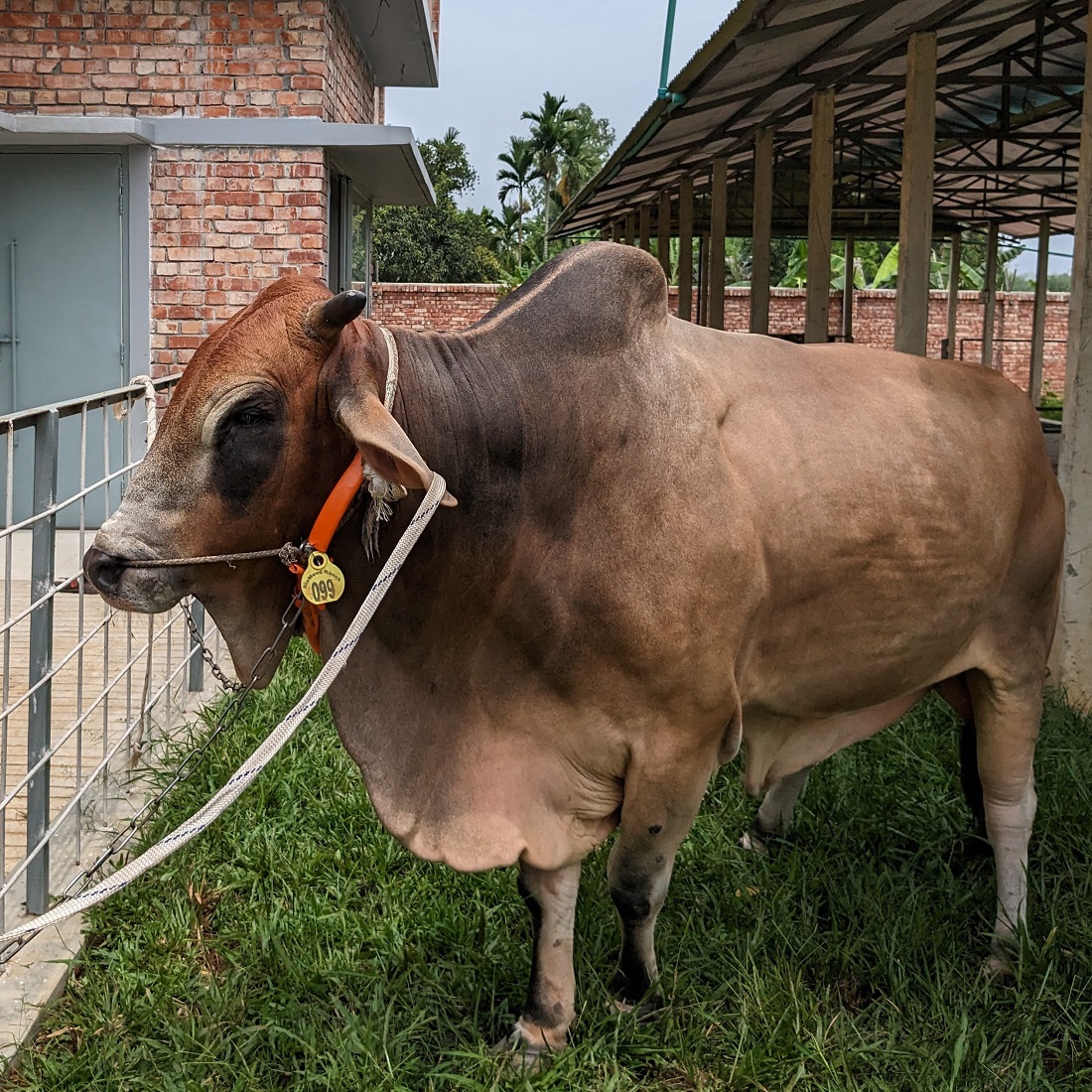 বায়োমেন্ড অনলাইন গরুর হাটের একটি ছবি