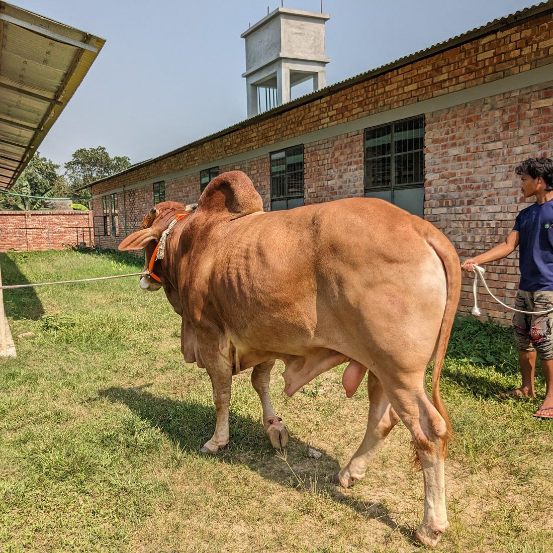 বায়োমেন্ড অনলাইন গরুর হাটের একটি ছবি