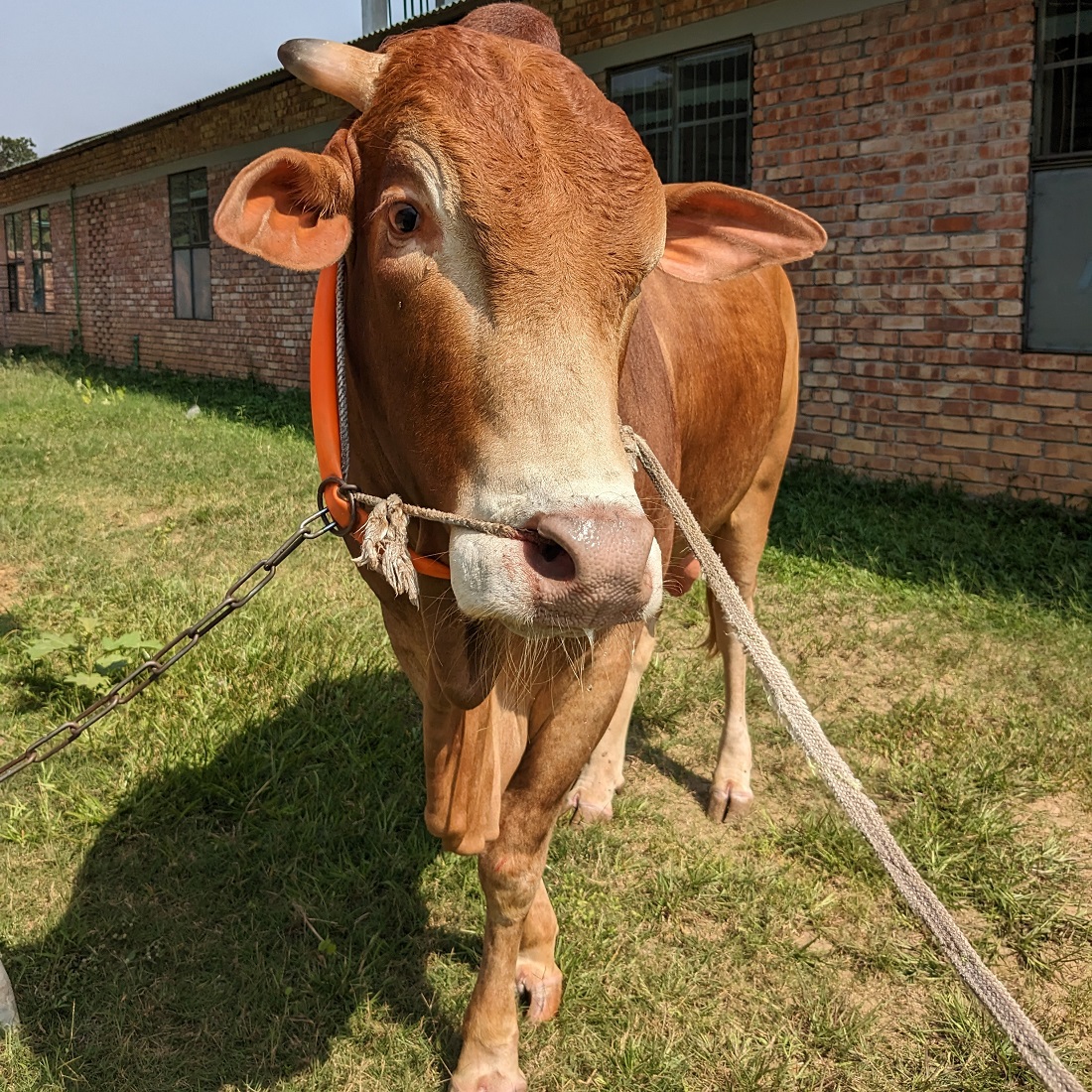 বায়োমেন্ড অনলাইন গরুর হাটের একটি ছবি