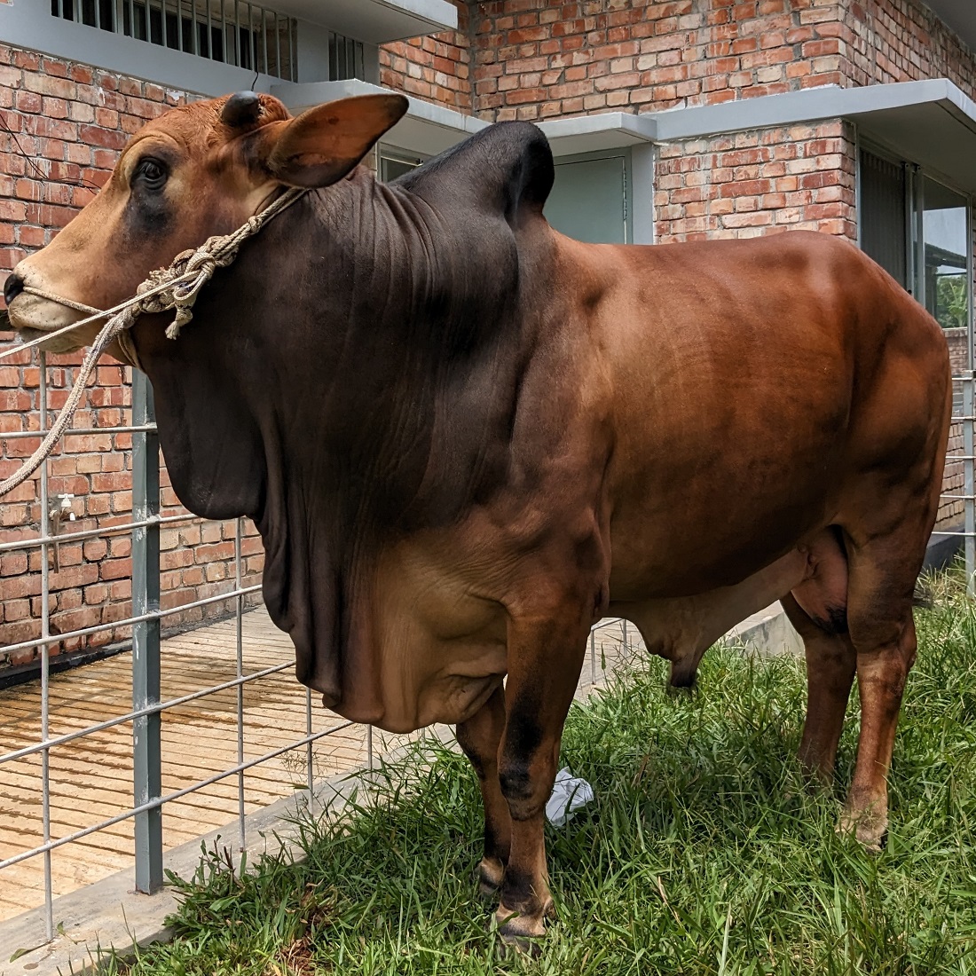 বায়োমেন্ড অনলাইন গরুর হাটের একটি ছবি