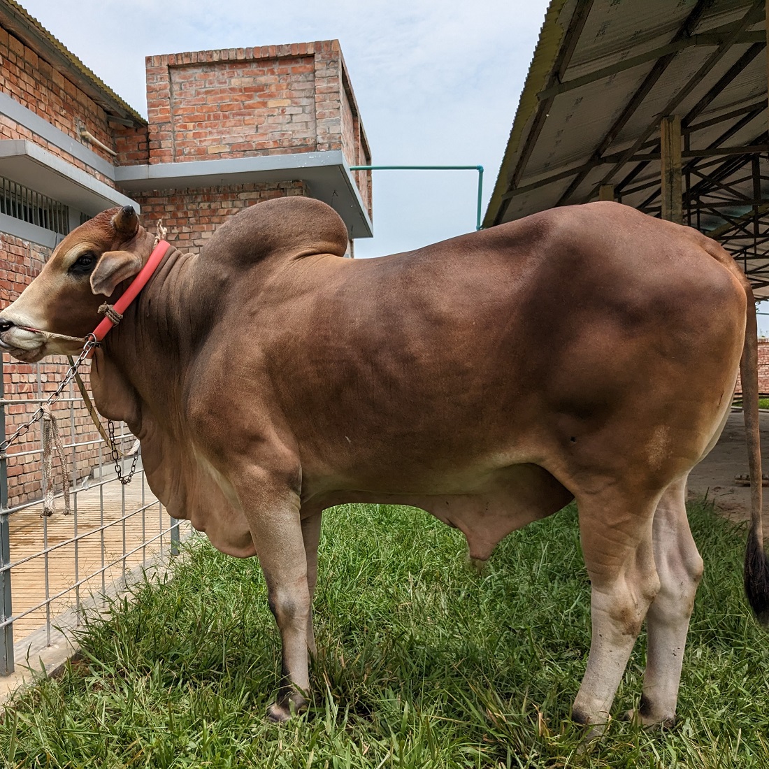 বায়োমেন্ড অনলাইন গরুর হাটের একটি ছবি