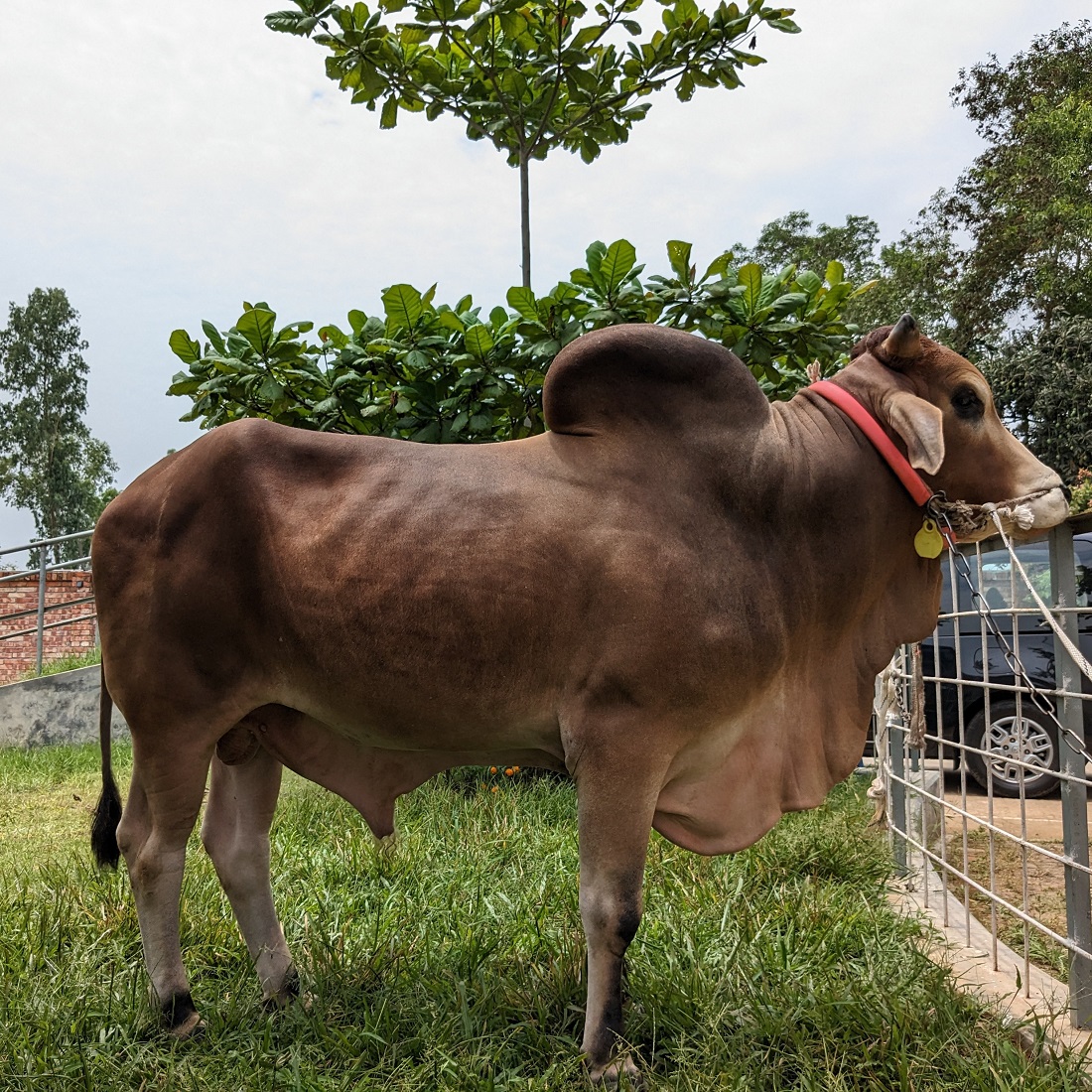 বায়োমেন্ড অনলাইন গরুর হাটের একটি ছবি