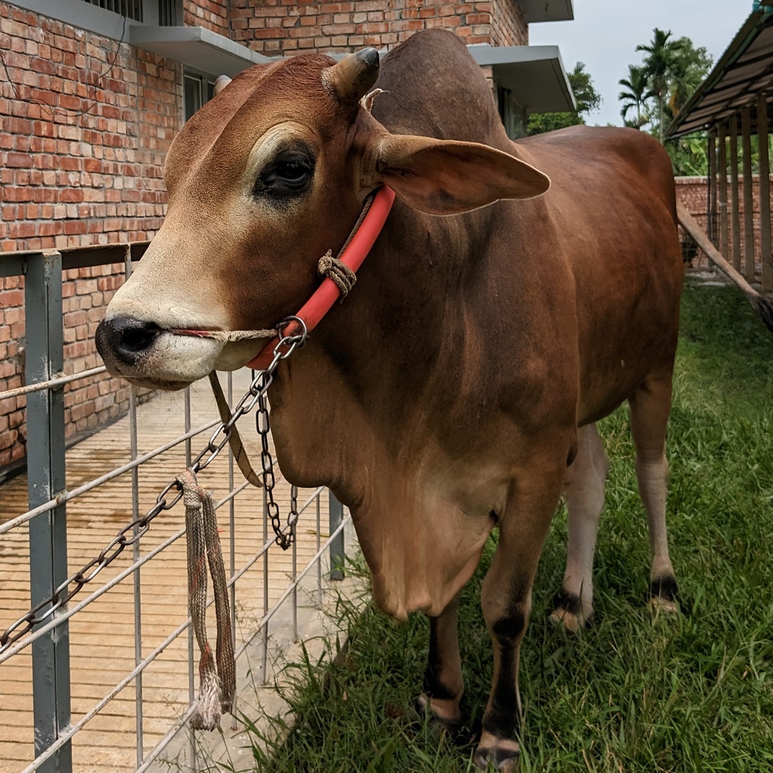 বায়োমেন্ড অনলাইন গরুর হাটের একটি ছবি