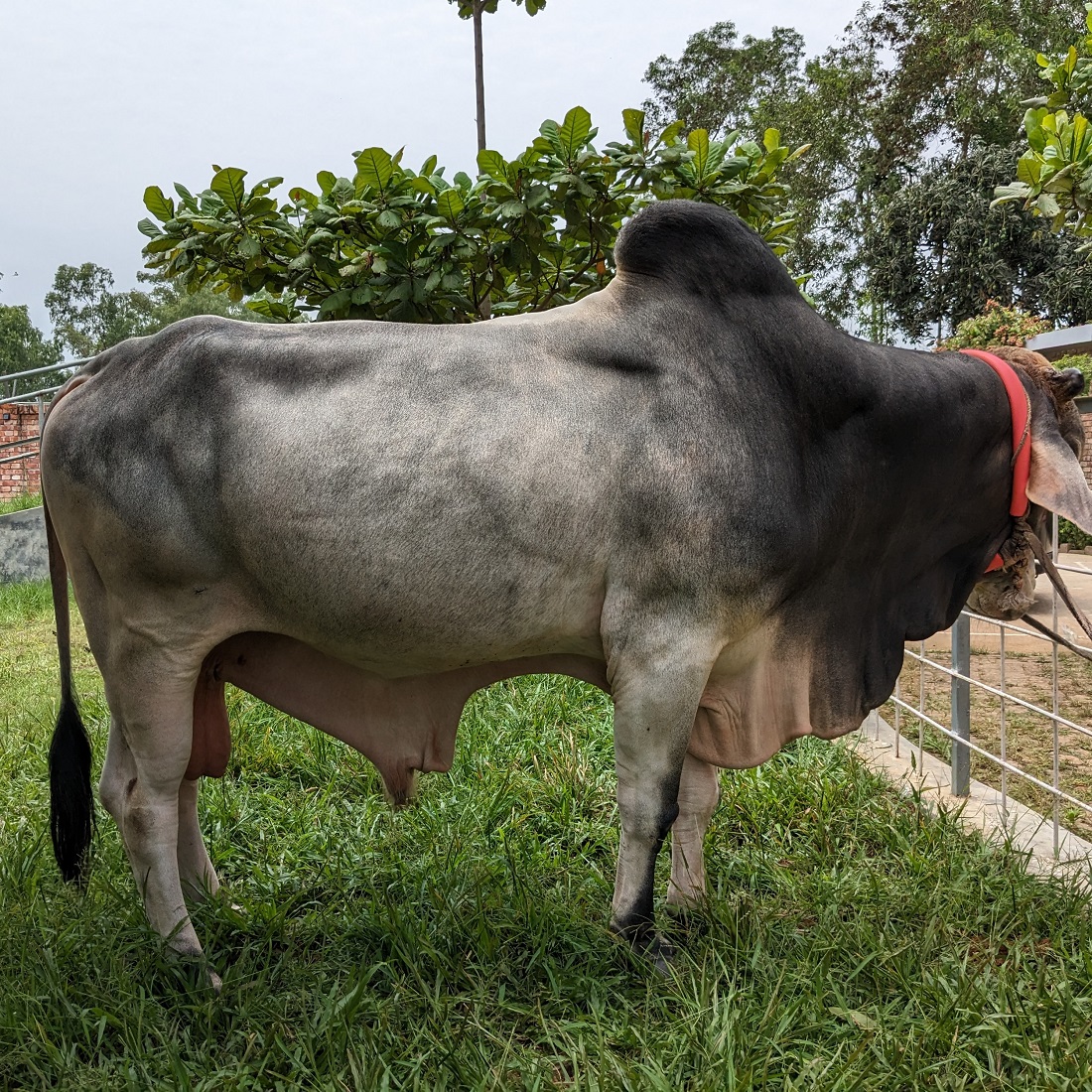 বায়োমেন্ড অনলাইন গরুর হাটের একটি ছবি