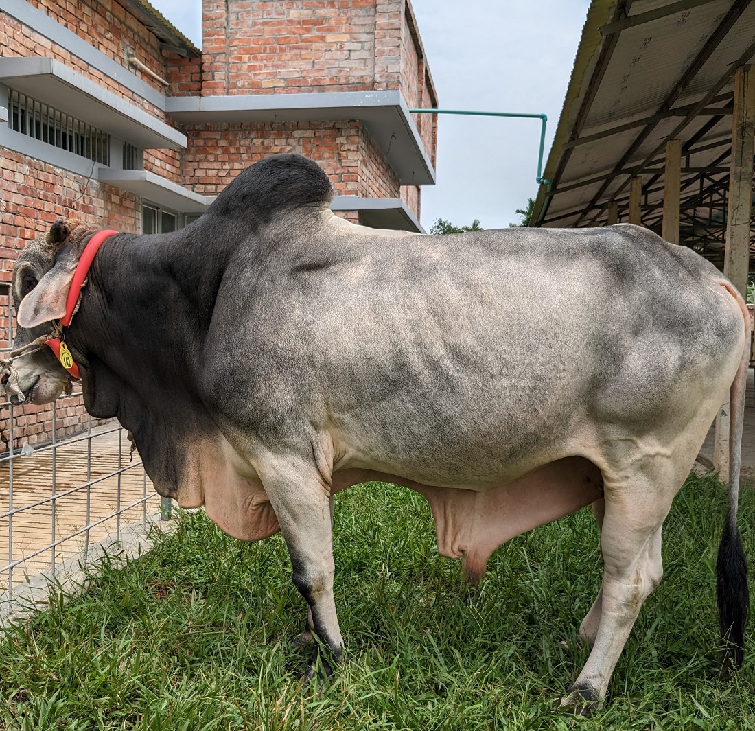 বায়োমেন্ড অনলাইন গরুর হাটের একটি ছবি