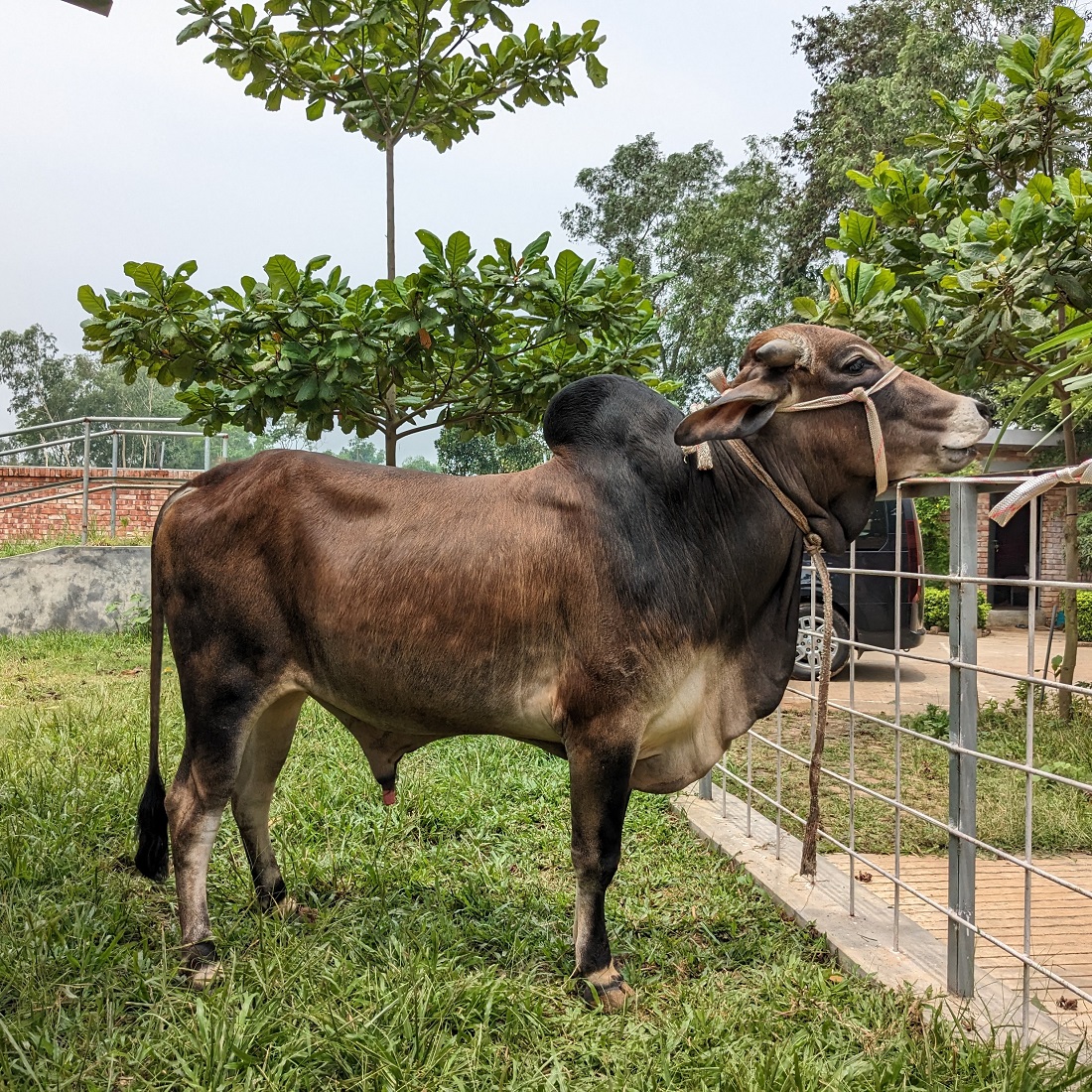 বায়োমেন্ড অনলাইন গরুর হাটের একটি ছবি