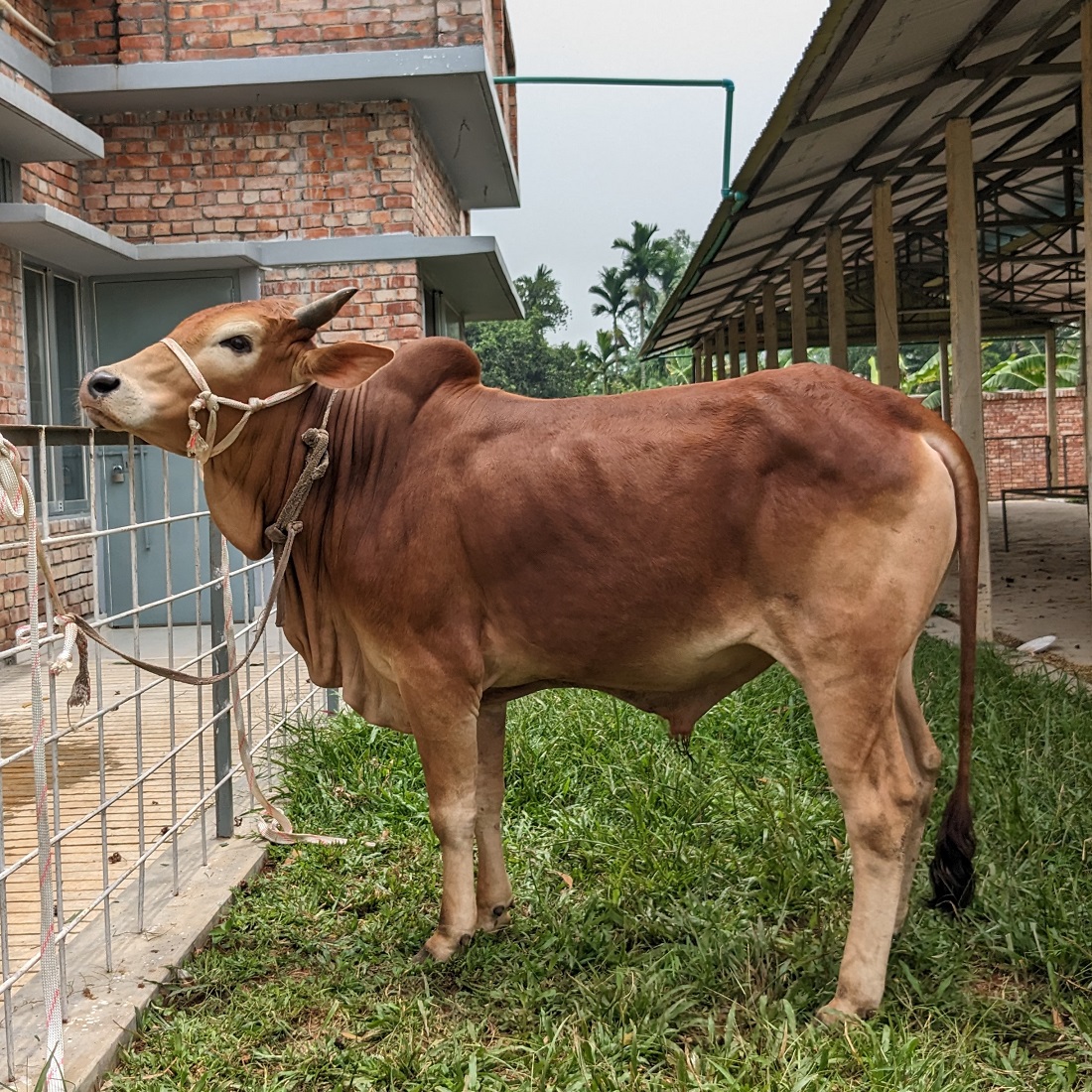 বায়োমেন্ড অনলাইন গরুর হাটের একটি ছবি