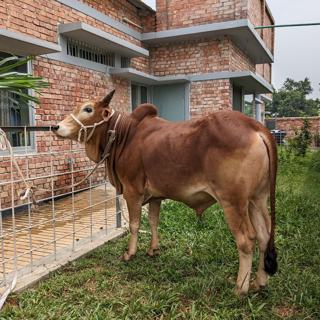 বায়োমেন্ড অনলাইন গরুর হাটের একটি ছবি