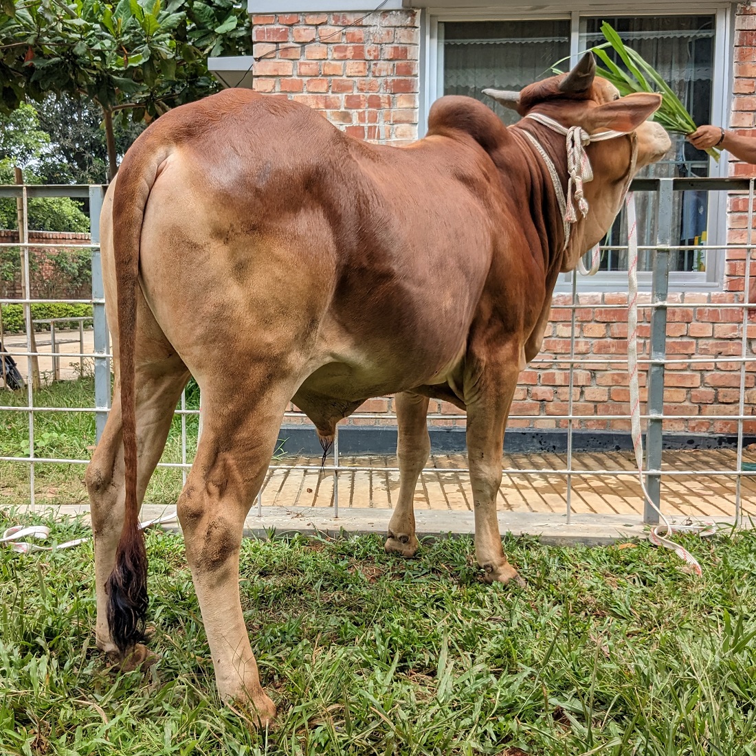 বায়োমেন্ড অনলাইন গরুর হাটের একটি ছবি