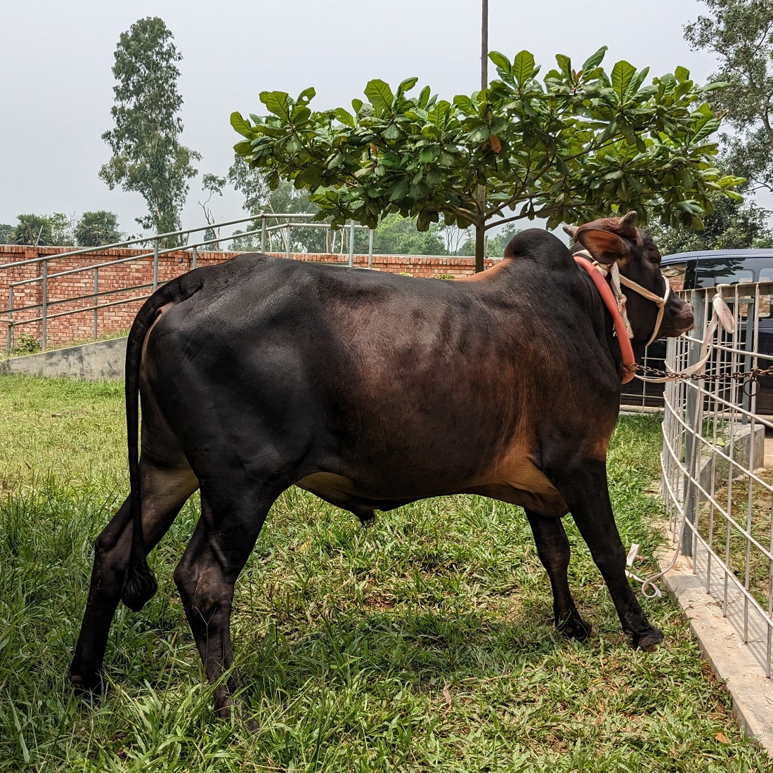 বায়োমেন্ড অনলাইন গরুর হাটের একটি ছবি