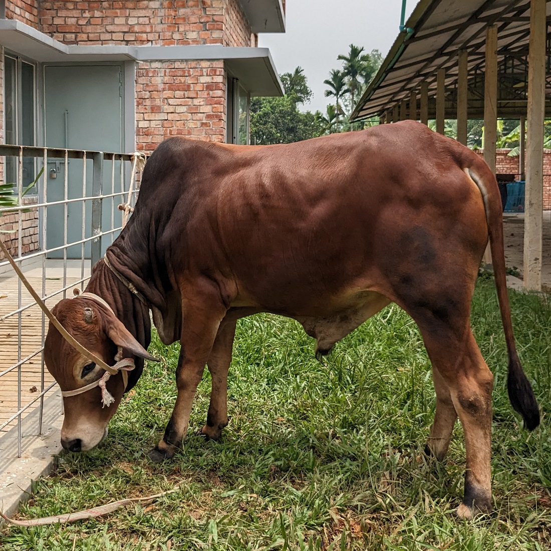 বায়োমেন্ড অনলাইন গরুর হাটের একটি ছবি