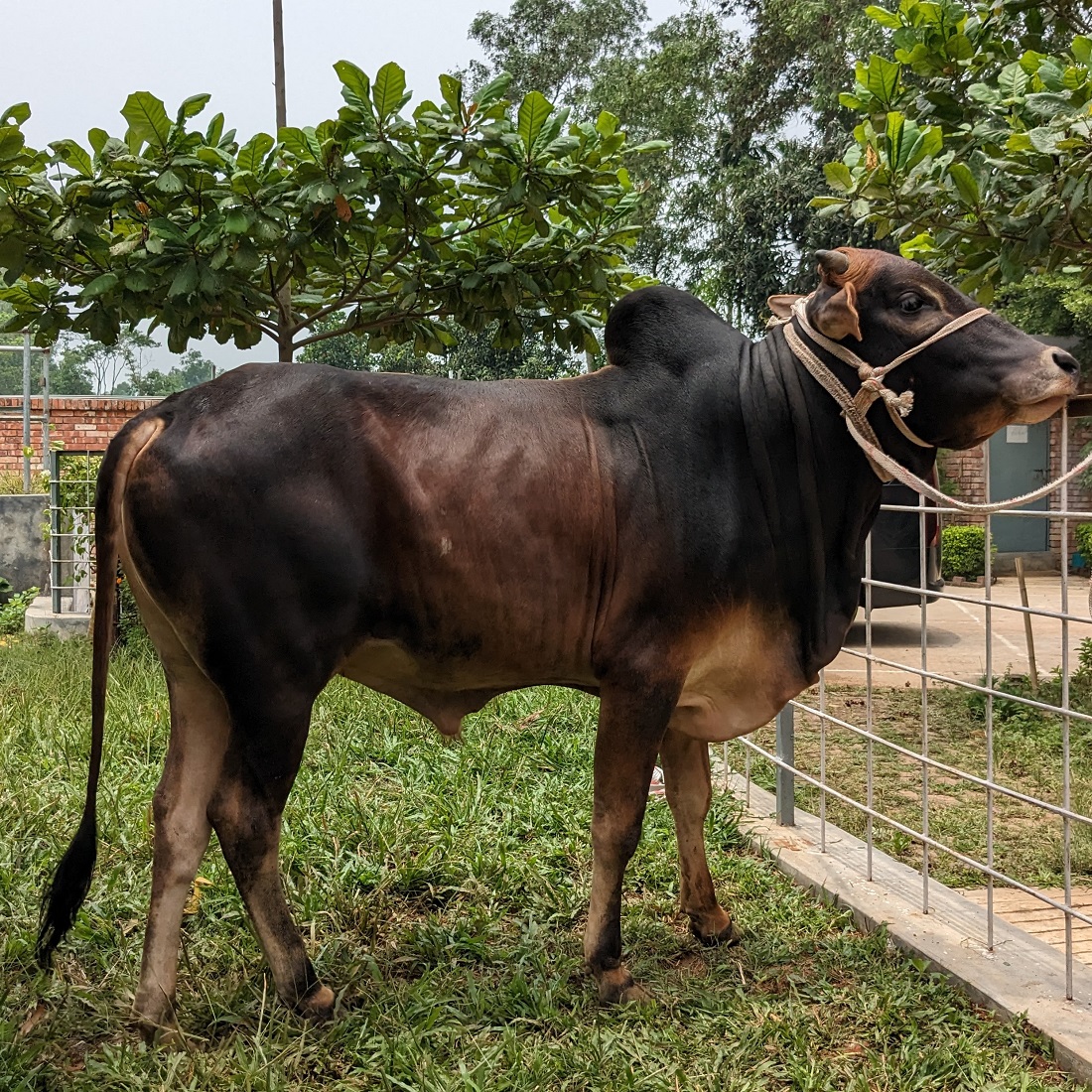 বায়োমেন্ড অনলাইন গরুর হাটের একটি ছবি