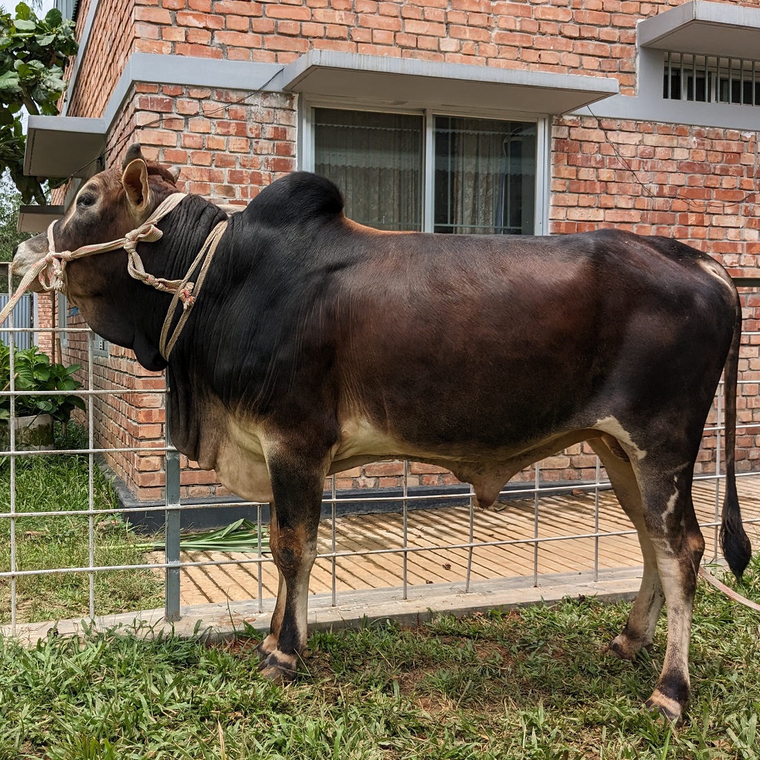 বায়োমেন্ড অনলাইন গরুর হাটের একটি ছবি