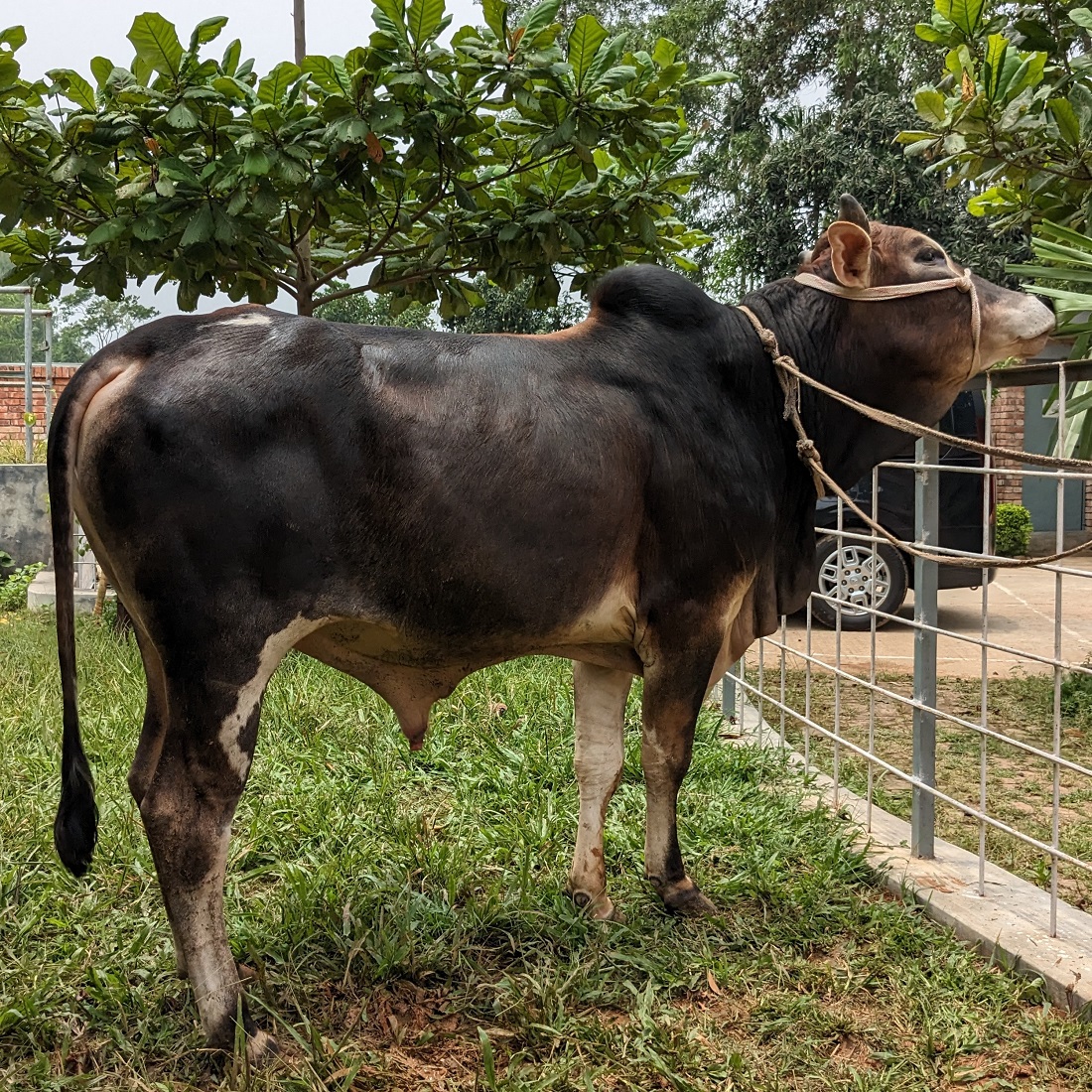 বায়োমেন্ড অনলাইন গরুর হাটের একটি ছবি