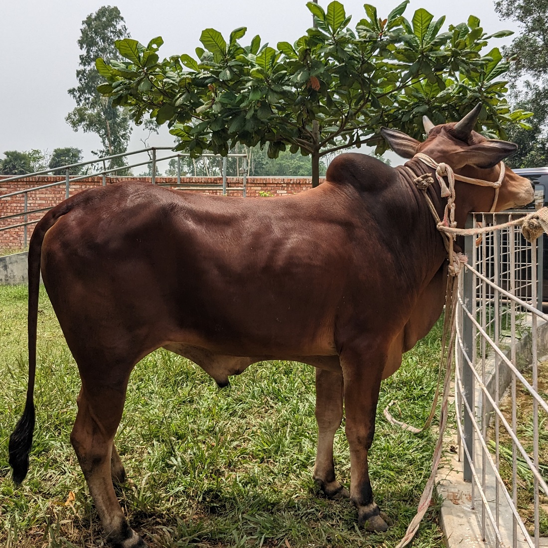 বায়োমেন্ড অনলাইন গরুর হাটের একটি ছবি