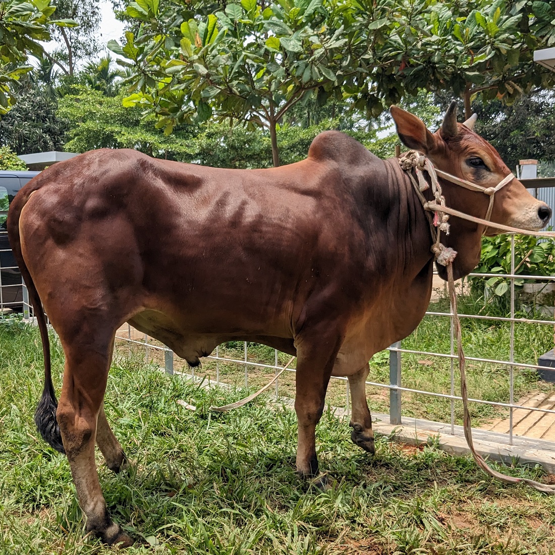 বায়োমেন্ড অনলাইন গরুর হাটের একটি ছবি