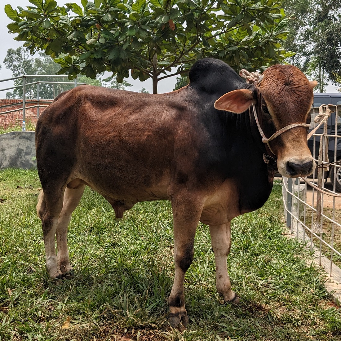 বায়োমেন্ড অনলাইন গরুর হাটের একটি ছবি