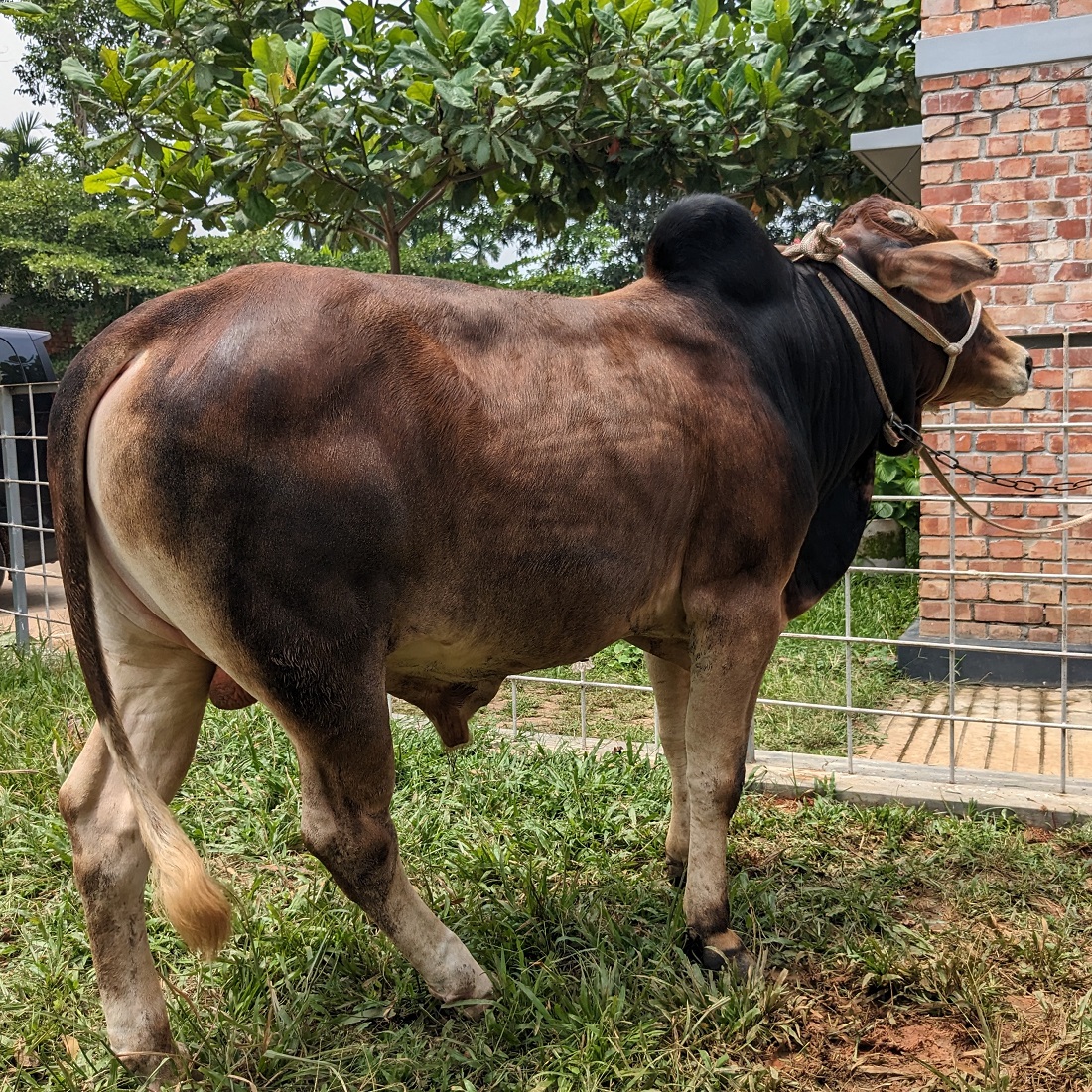 বায়োমেন্ড অনলাইন গরুর হাটের একটি ছবি