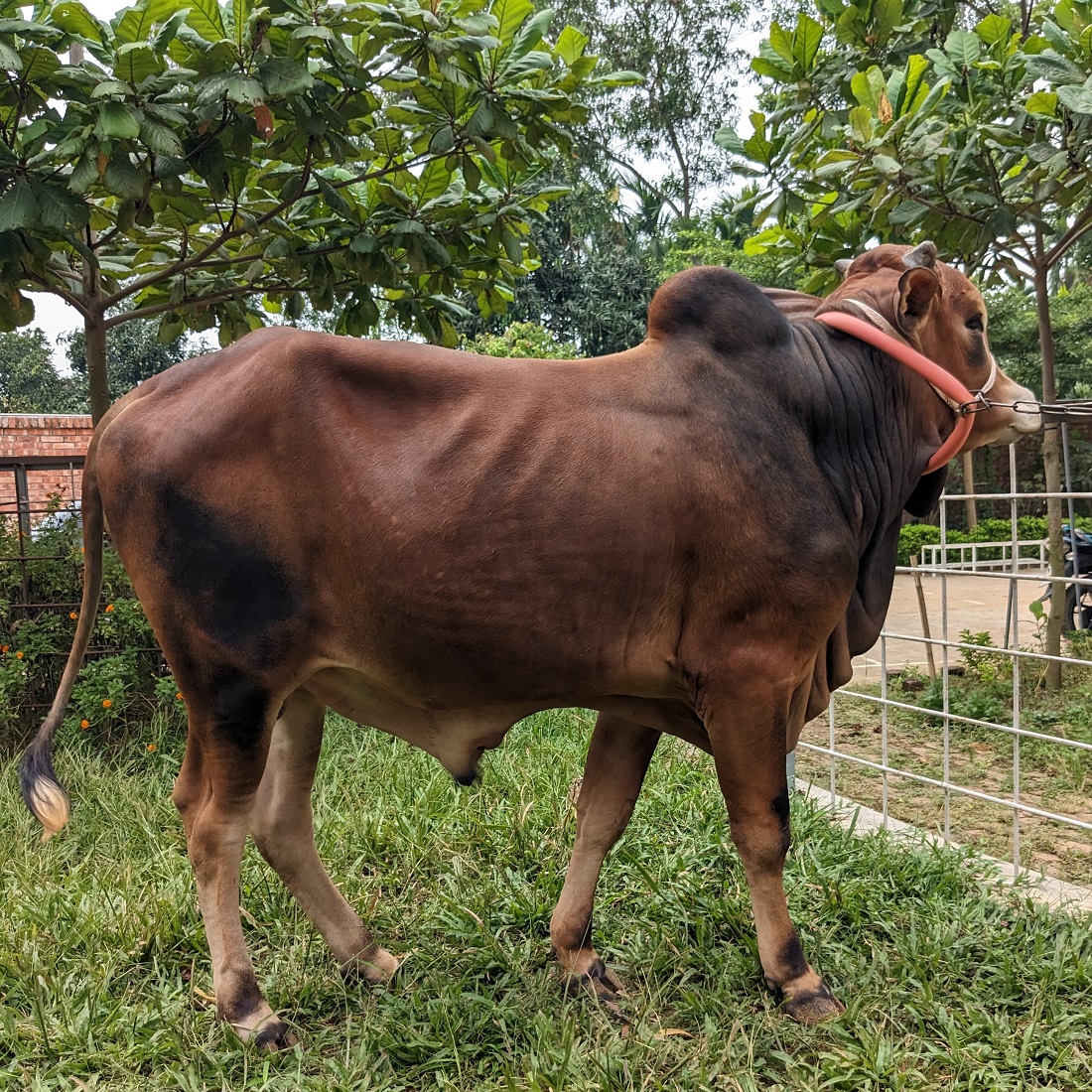 বায়োমেন্ড অনলাইন গরুর হাটের একটি ছবি