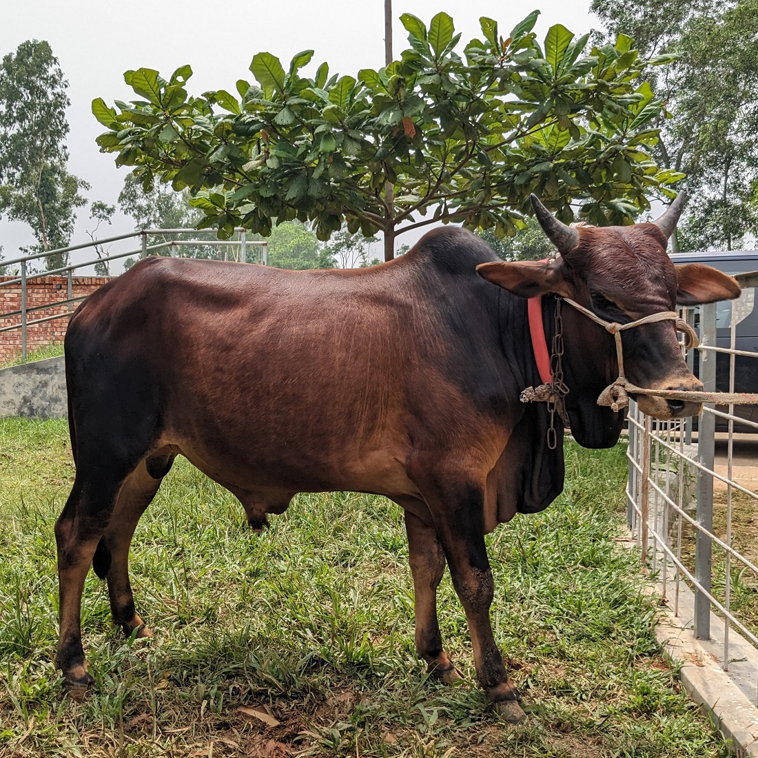 বায়োমেন্ড অনলাইন গরুর হাটের একটি ছবি