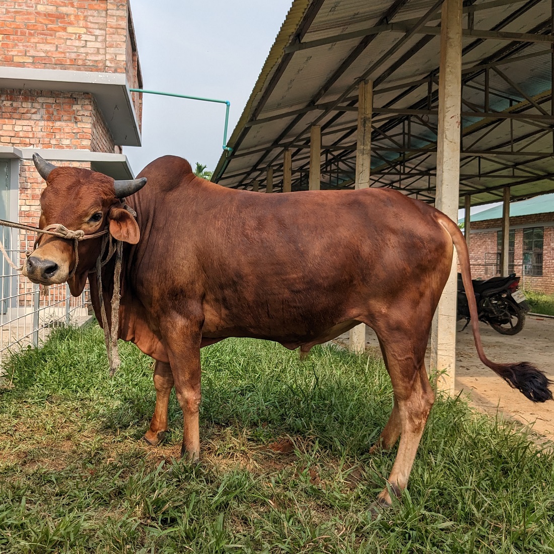 বায়োমেন্ড অনলাইন গরুর হাটের একটি ছবি