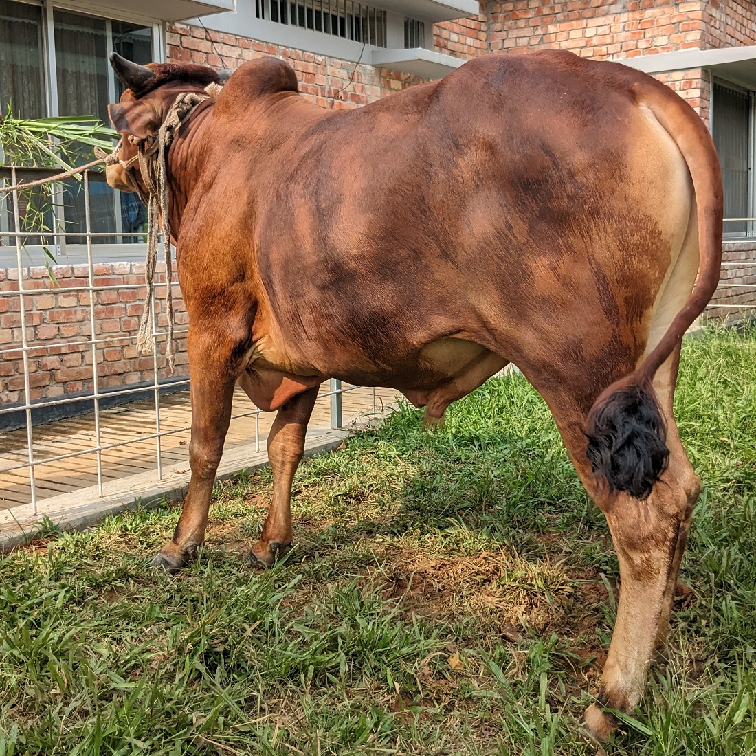 বায়োমেন্ড অনলাইন গরুর হাটের একটি ছবি