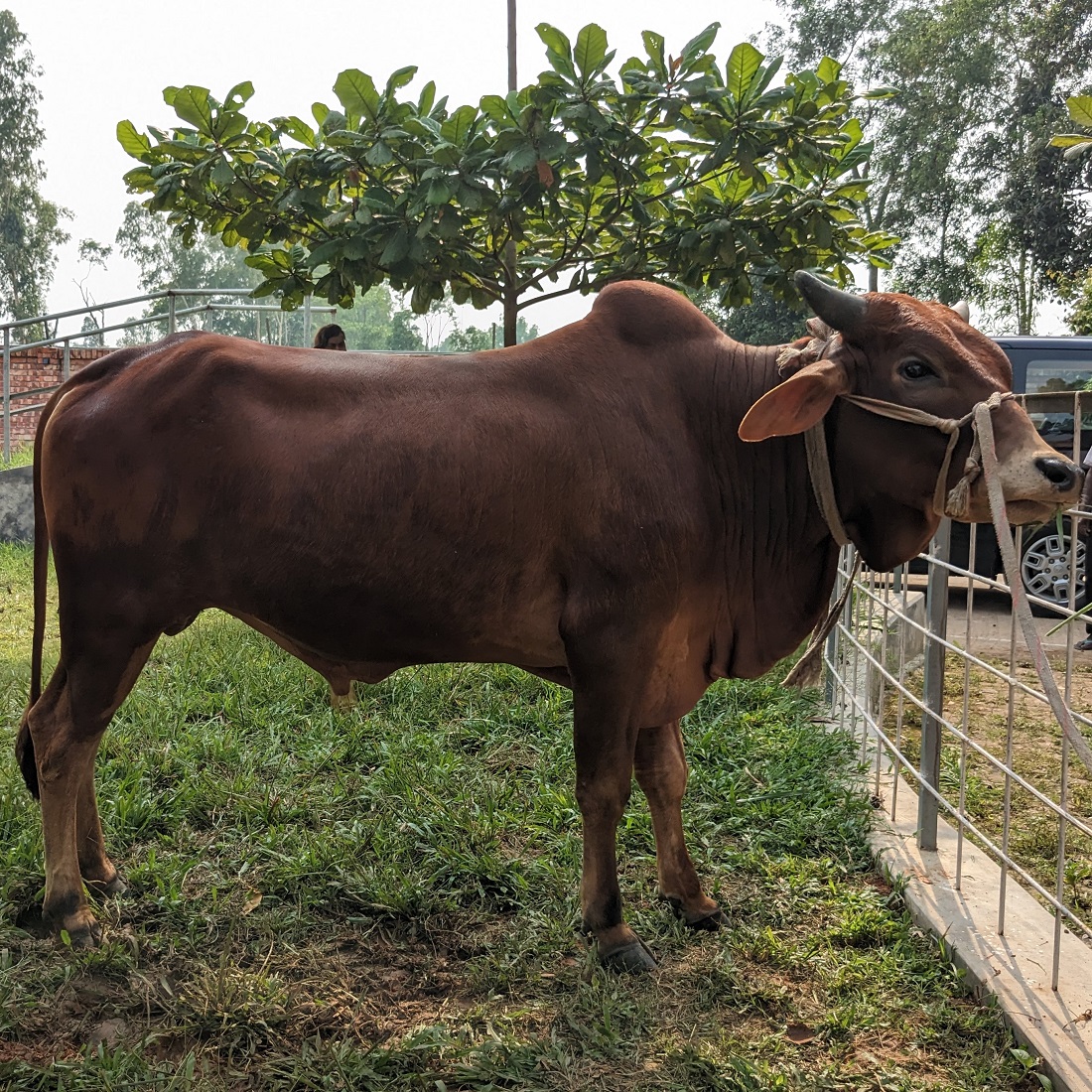 বায়োমেন্ড অনলাইন গরুর হাটের একটি ছবি