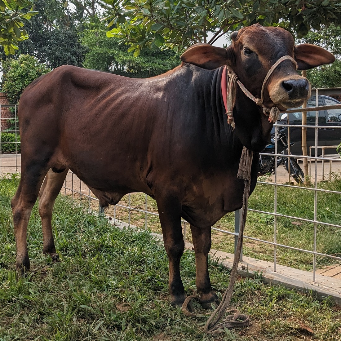 বায়োমেন্ড অনলাইন গরুর হাটের একটি ছবি