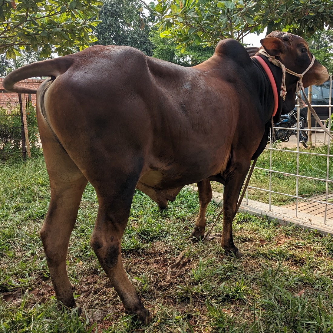 বায়োমেন্ড অনলাইন গরুর হাটের একটি ছবি