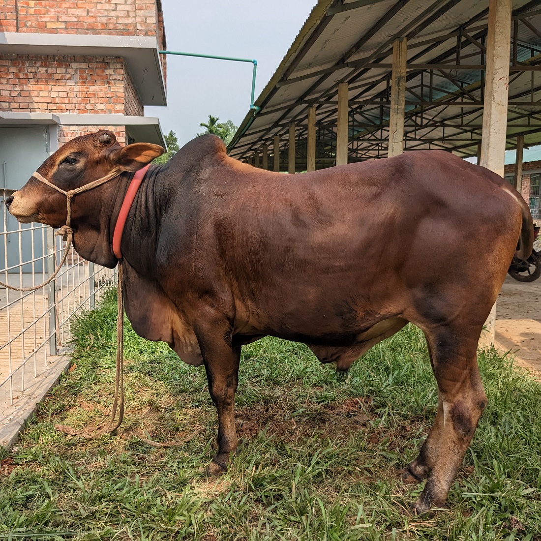 বায়োমেন্ড অনলাইন গরুর হাটের একটি ছবি